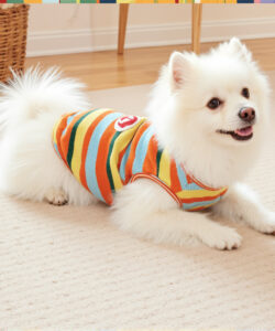Photograph of a fluffy white pomeranian dog in a colorful striped sweater lying on a beige carpeted floor