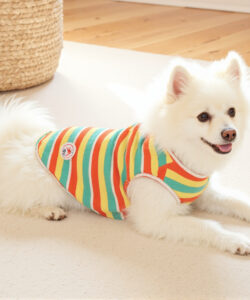 Photograph of a fluffy white pomeranian dog in a colorful striped sweater lying on beige carpet with wicker basket nearby