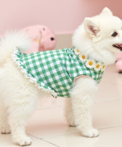 Photograph of a fluffy white shiba inu dog wearing a green and white checkered dress adorned with daisy flowers
