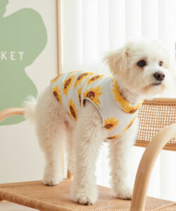 Photograph of a fluffy white dog in a sunflower patterned sweater standing on a wicker chair in a bright room