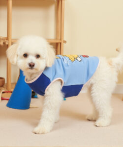Photograph of a fluffy white puppy in a blue sleeveless shirt standing in a beige room with wooden shelves