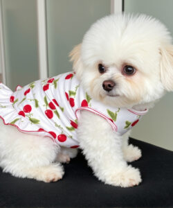 Photograph of a fluffy white puppy with big eyes wearing a cherry patterned dress sitting on a black cushion indoors