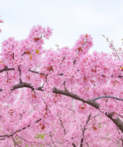 Photograph-of-a-lush-cherry-blossom-tree-with-vibrant-pink-flowers-against-a-pale-blue-sky
