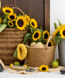 Photograph-of-a-rustic-autumn-setting-with-sunflowers-wicker-baskets-pumpkin-and-boots-on-a-textured-white-background