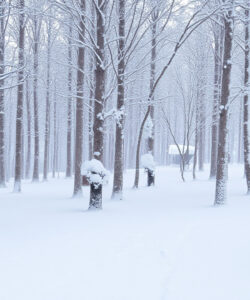 Photograph-of-a-serene-snow-covered-forest-with-bare-trees-and-a-single-distant-figure-in-the-misty-background