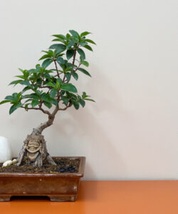Photograph-of-a-small-bare-rooted-bonsai-tree-with-green-leaves-white-rock-and-orange-pot-on-an-orange-surface