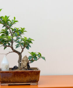 Photograph-of-a-small-bonsai-tree-with-green-leaves-in-a-brown-ceramic-pot-on-an-orange-wooden-surface