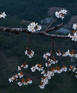 Photograph-of-a-tree-branch-adorned-with-white-cherry-blossoms-and-orange-buds-set-against-a-dark-forested-mountain-backdrop