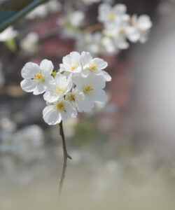 Photograph-of-delicate-white-cherry-blossoms-in-full-bloom-with-a-blurred-background-featuring-more-flowers-and-greenery