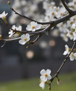 Photograph-of-delicate-white-cherry-blossoms-on-a-branch-with-a-blurred-green-park-background-and-soft-natural-light
