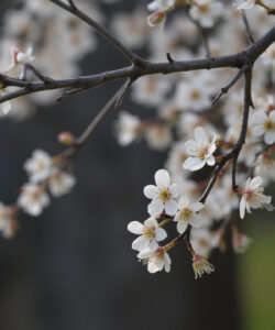 Photograph-of-delicate-white-cherry-blossoms-with-pink-centers-hanging-on-a-dark-brown-branch-set-against-a-blurred-background