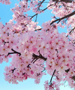 Photograph-of-vibrant-cherry-blossoms-in-full-bloom-against-a-clear-blue-sky-with-branches-extending-diagonally-across-the-frame