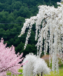 Photograph-of-vibrant-pink-and-white-cherry-blossoms-against-lush-green-forest-backdrop-with-a-clear-blue-sky-overhead