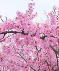 Photograph-of-vibrant-pink-cherry-blossoms-in-full-bloom-with-delicate-petals-against-a-soft-cloudy-sky-background