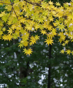 Photograph-of-vibrant-yellow-Japanese-maple-leaves-against-a-dense-green-forest-background-showcasing-the-delicate-star-shaped-foliage