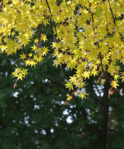 Photograph-of-vibrant-yellow-maple-leaves-with-five-pointed-star-shapes-set-against-a-lush-green-leafy-background