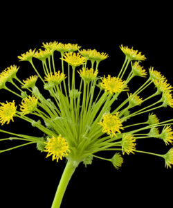Photograph-of-vibrant-yellow-umbellifer-flower-with-green-stems-and-leaves-against-a-solid-black-background