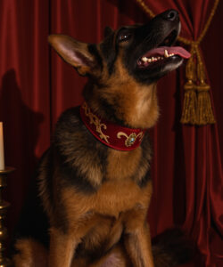 A German Shepherd Adorned With A Red Collar Sits In A Luxurious Setting With Rich Red Curtains And A Candle